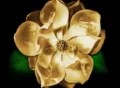 magnolia movie
