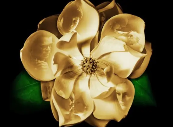 magnolia movie