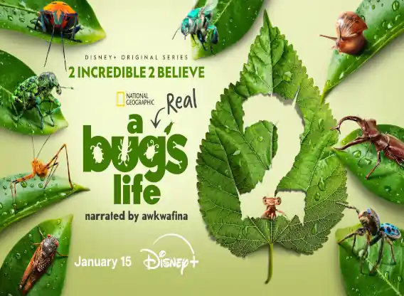 A-REAL-BUGS-LIFE-S2 TV SERIES